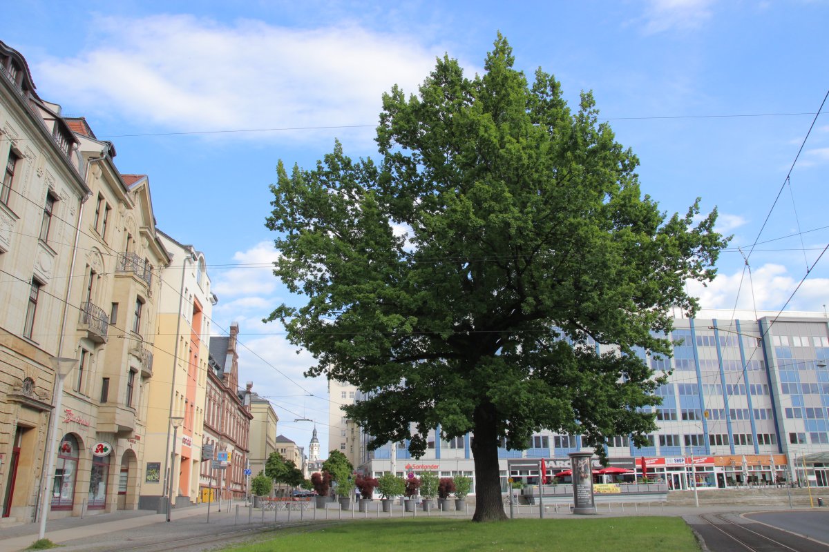 Puschkinplatz-Eiche