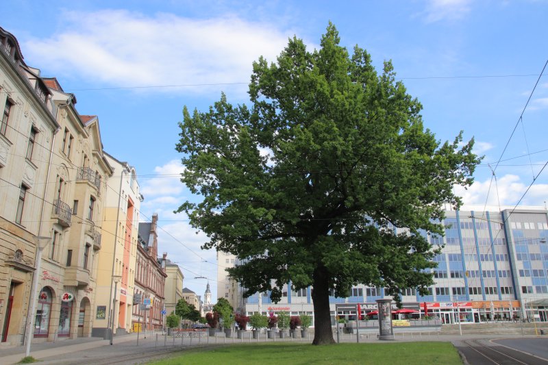 Puschkinplatz-Eiche