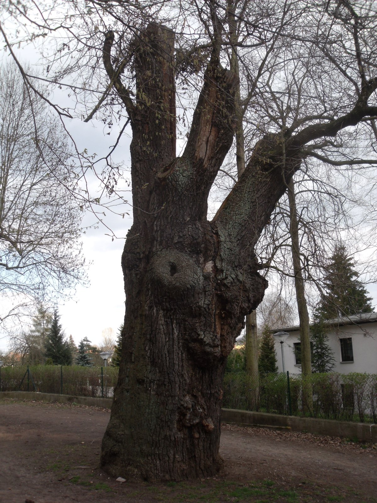 Torstenson-Eiche