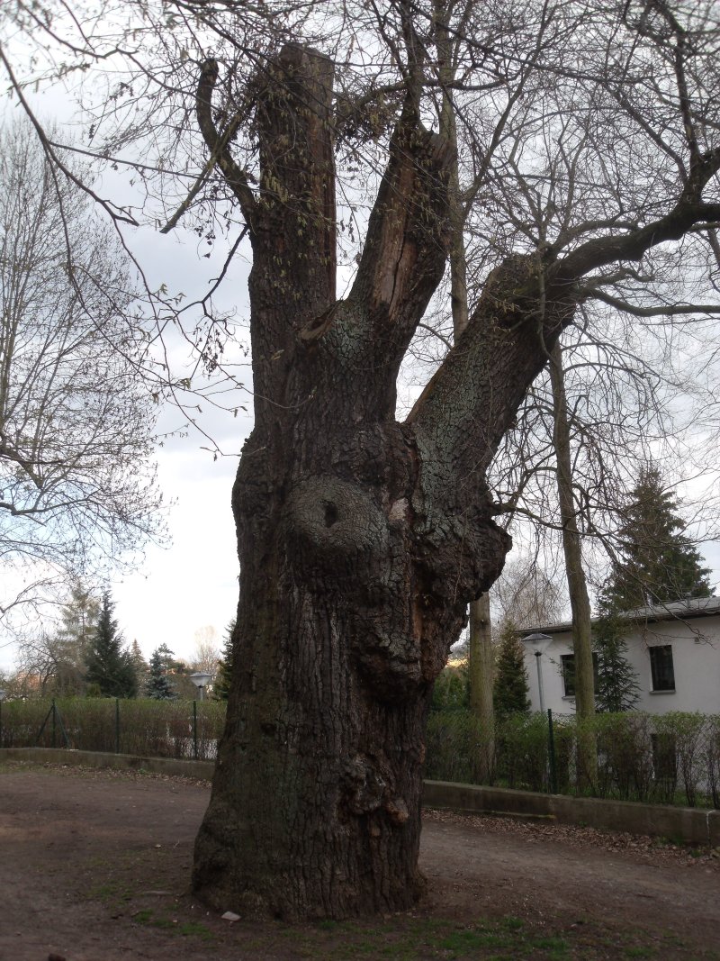 Torstenson-Eiche