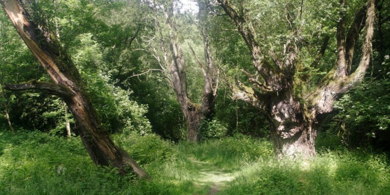 Zaufensgraben