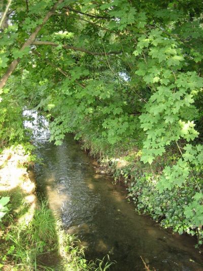 Grone