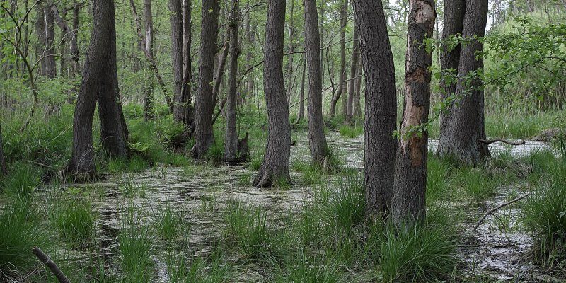 Ladebower Moor