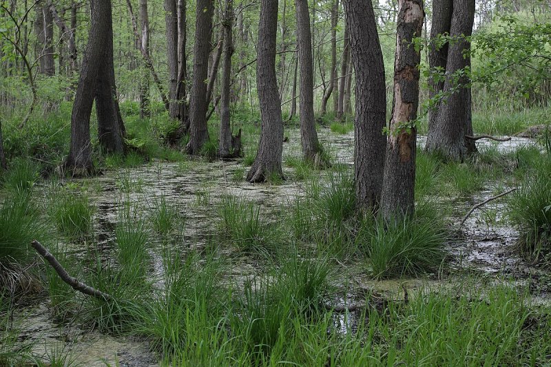 Ladebower Moor