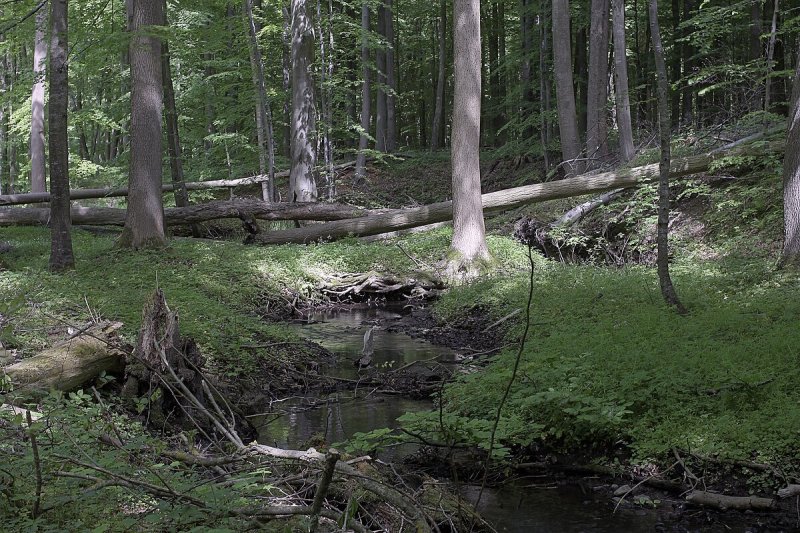 Naturschutzgebiet Eldena