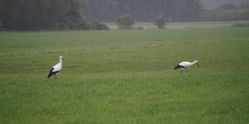 Große Wiese