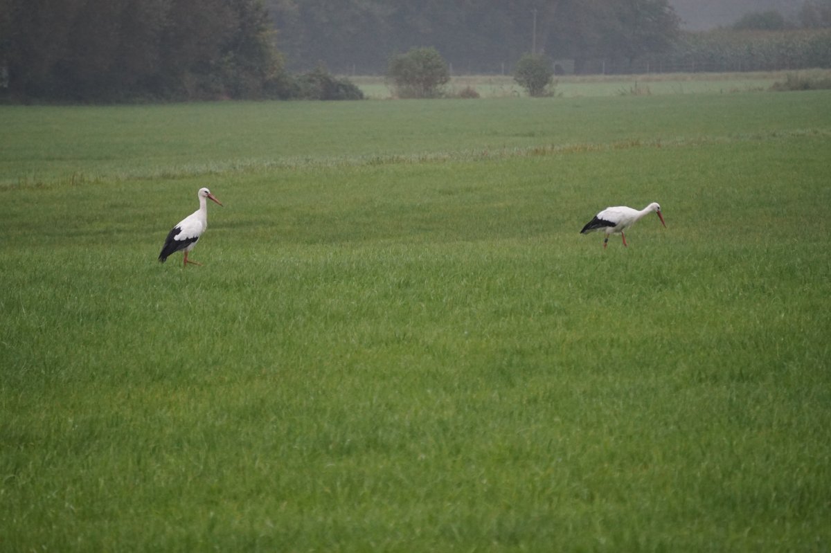Große Wiese