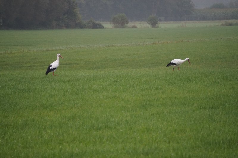 Große Wiese