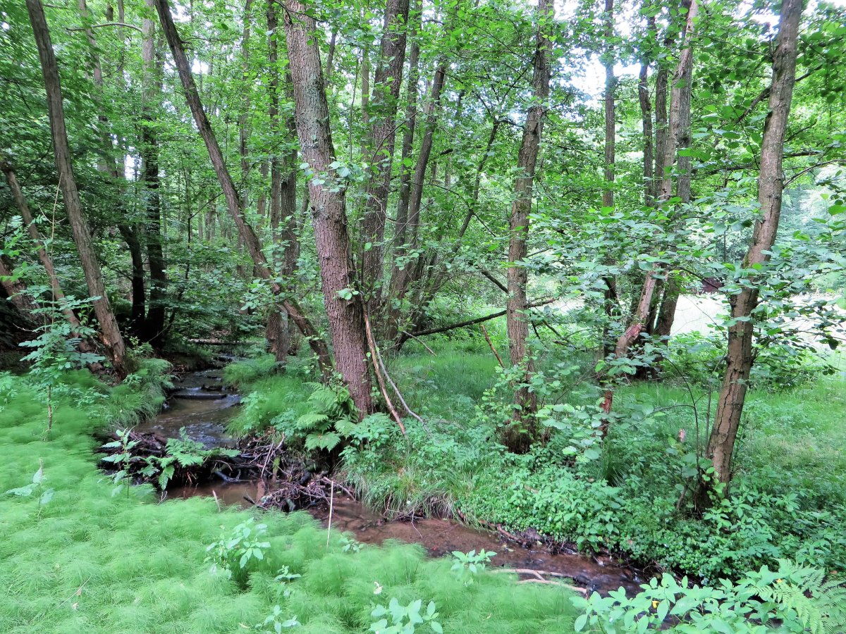 Funckenhauser Bachtal