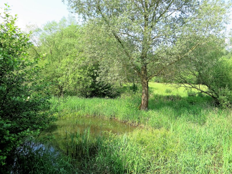 Lenneaue Berchum