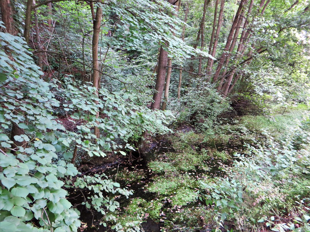 Mastberg und Weissenstein