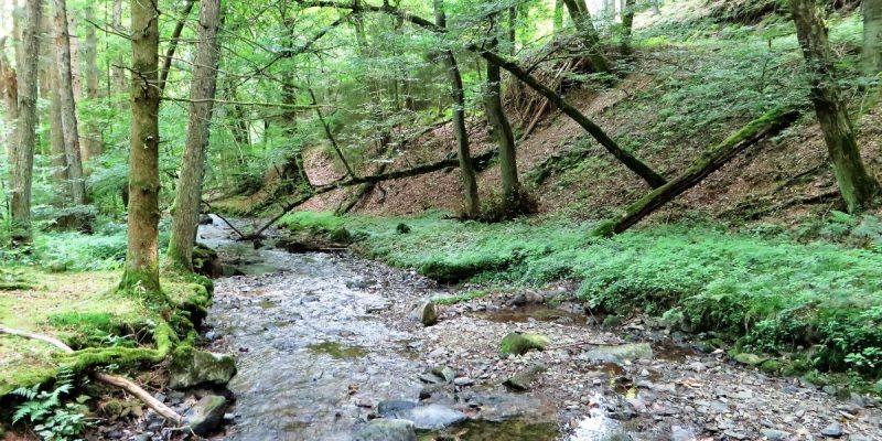 Naturschutzgebiet Bachtal Saure-Epscheid