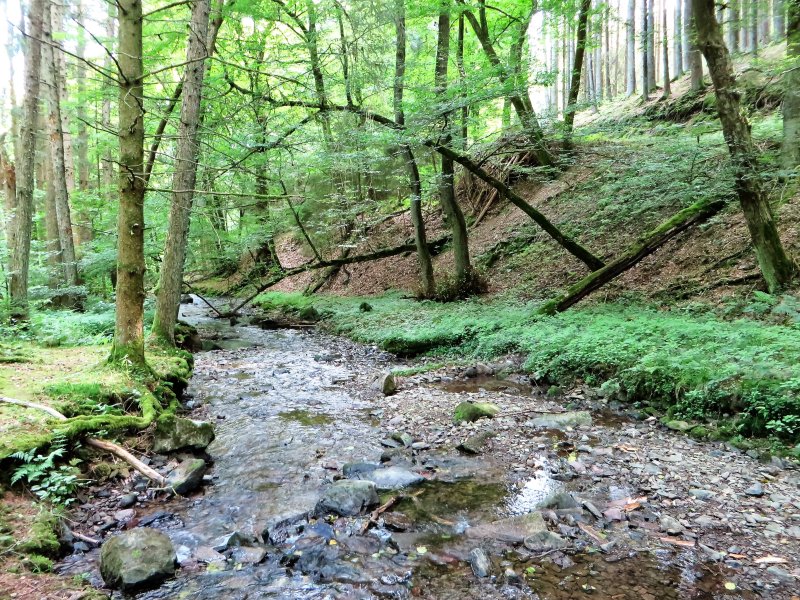 Naturschutzgebiet Bachtal Saure-Epscheid