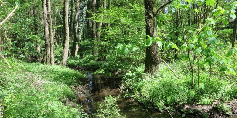 Naturschutzgebiet Henkhauser- und Hasselbachtal