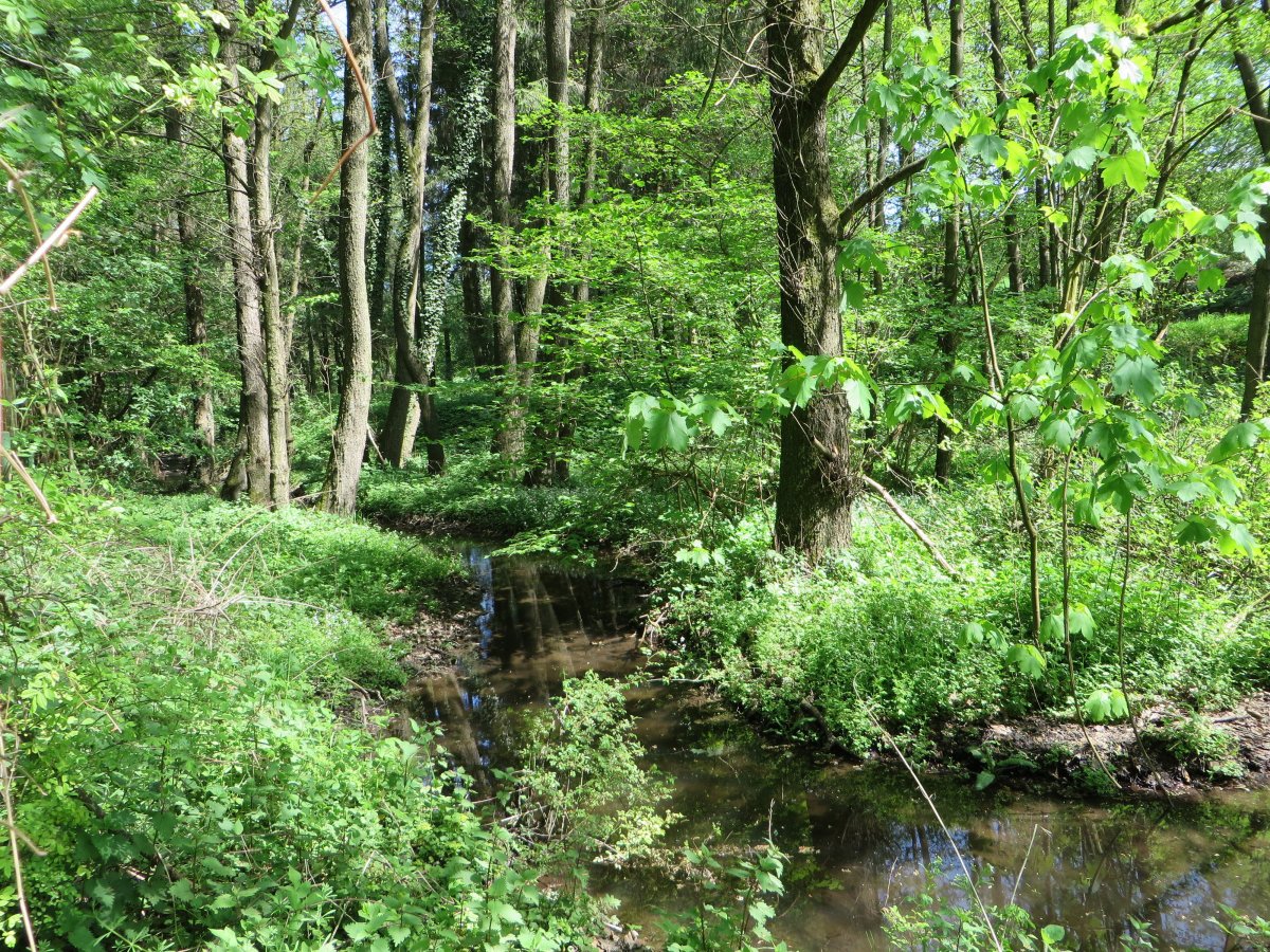 Naturschutzgebiet Henkhauser- und Hasselbachtal
