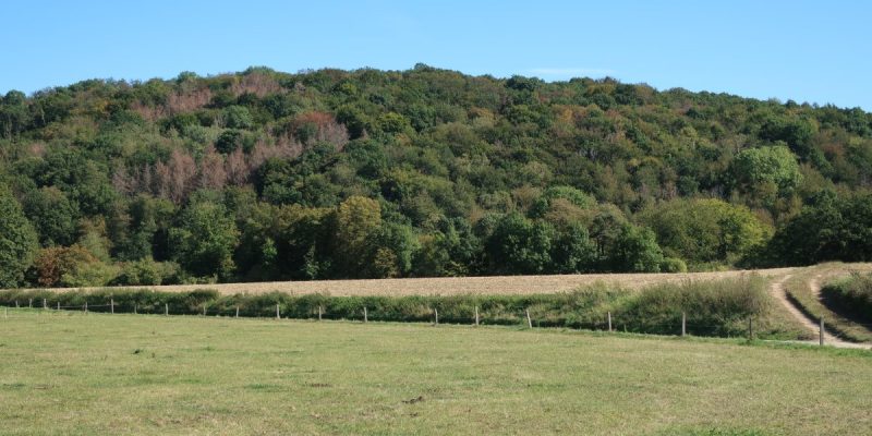 Rehberg