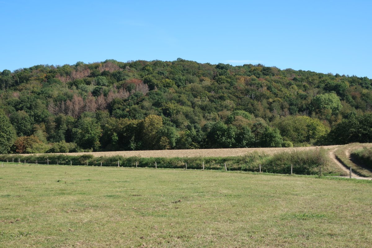 Rehberg