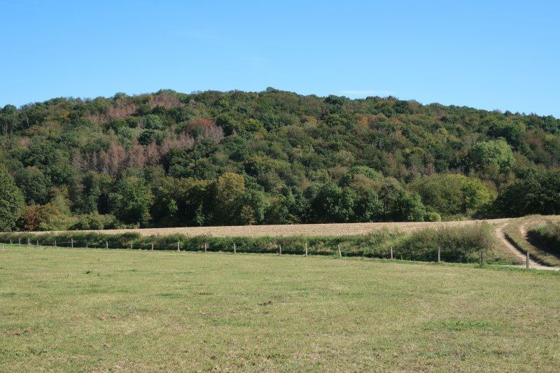 Rehberg