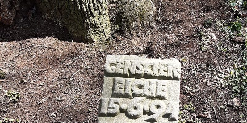 Genschereiche