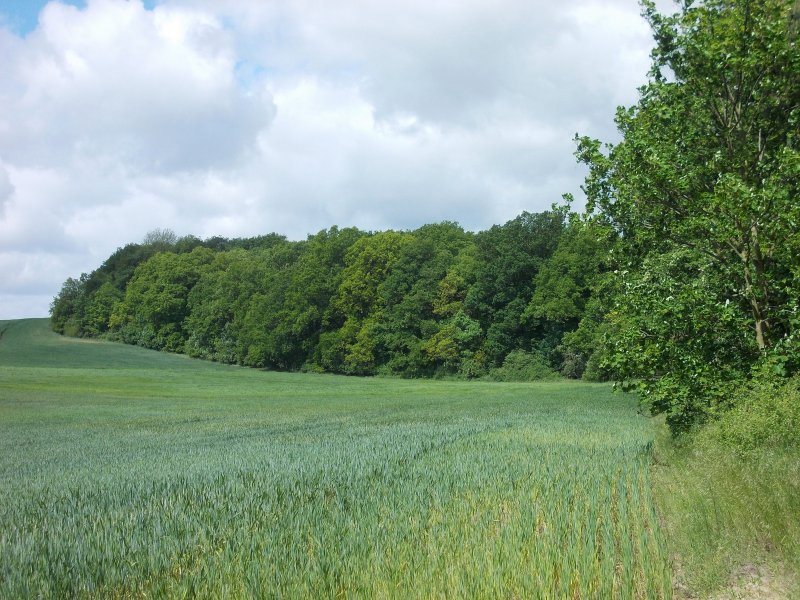 Lindbusch