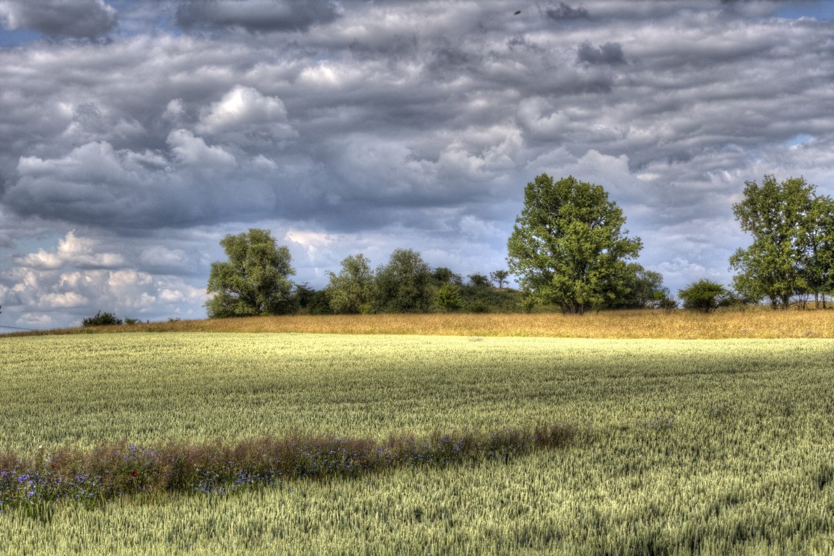 Pfingstanger bei Wörmlitz