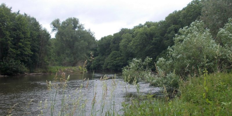 Rabeninsel und Saaleaue bei Böllberg