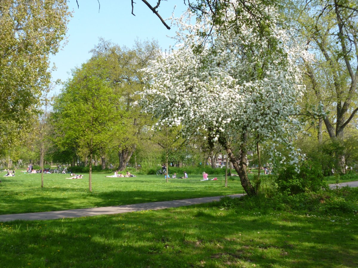 Würfelwiese