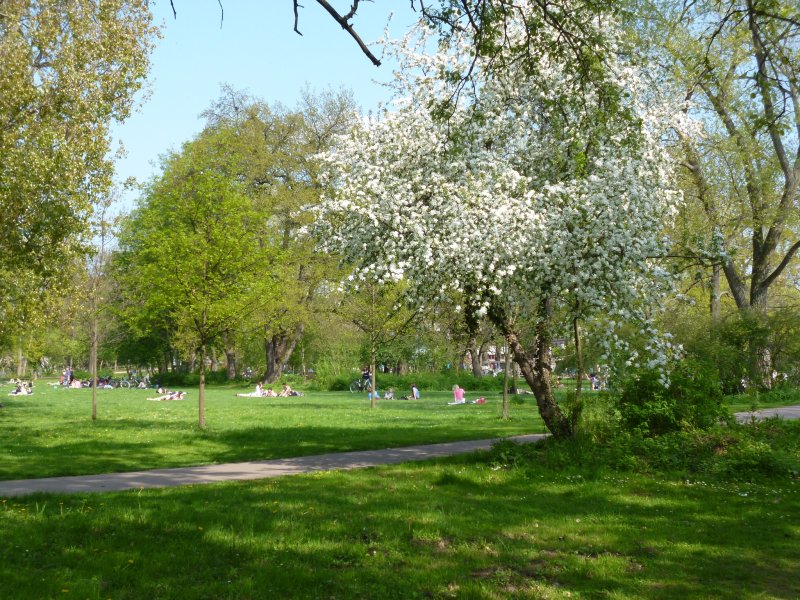 Würfelwiese