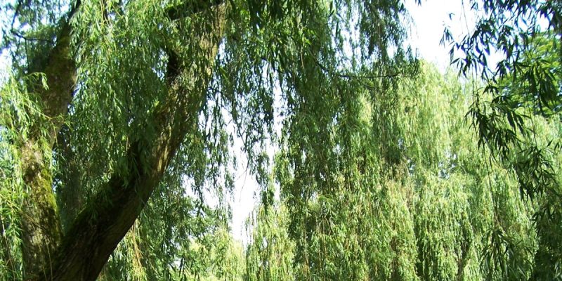 Parks of Hamburg — Hidden Gems