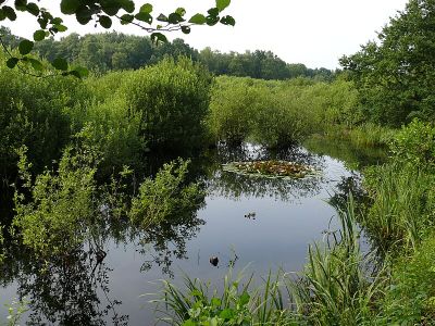Eppendorfer Moor
