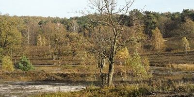 Fischbeker Heide