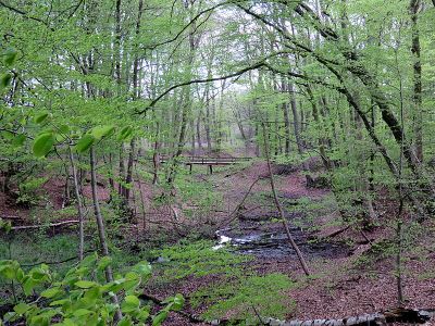 Hainesch-Iland