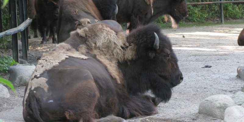 Himalayan tahr