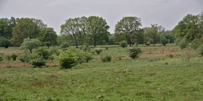 Höltigbaum