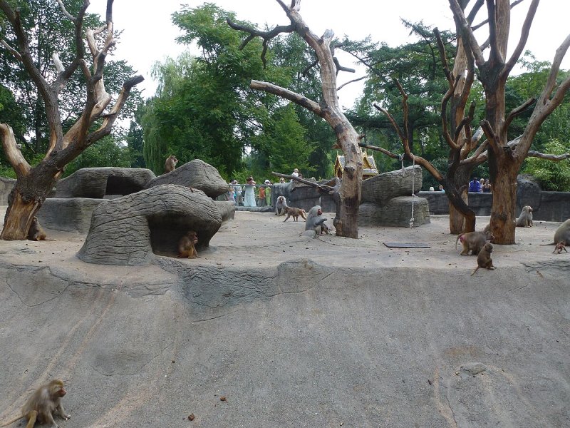 Hamadryas baboon