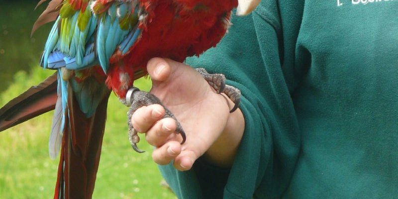 Abyssinian ground hornbill