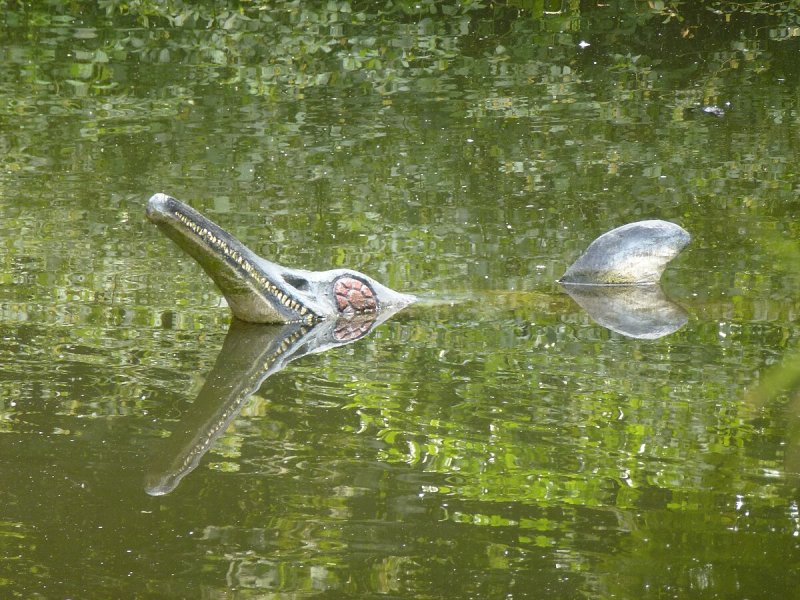 Galápagos tortoise