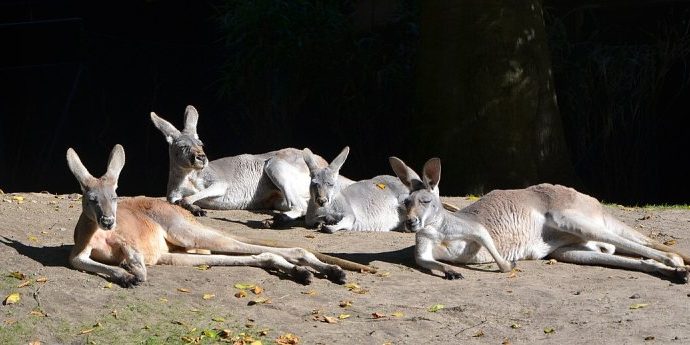 Red kangaroo