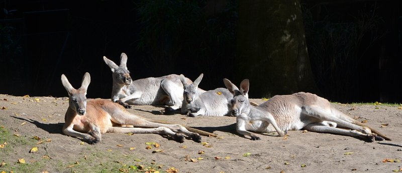 Red kangaroo