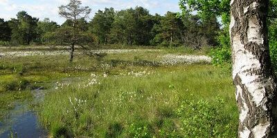 Schnaakenmoor
