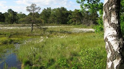 Schnaakenmoor