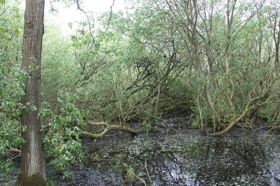 Stapelfelder Moor