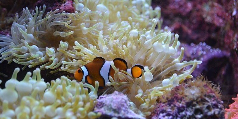 Tropical aquarium
