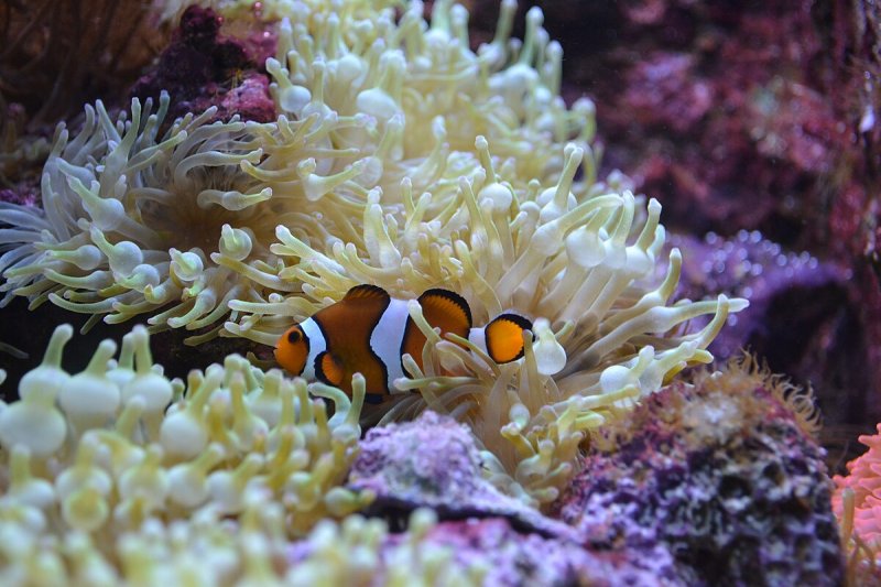 Tropical aquarium