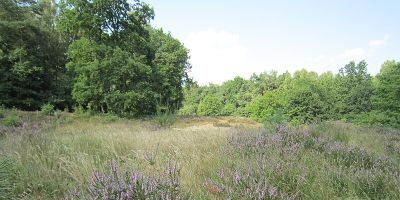 Wittenbergen