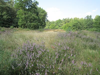 Wittenbergen