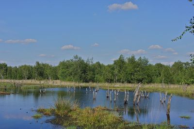 Wittmoor