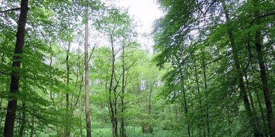 Wohldorfer Wald