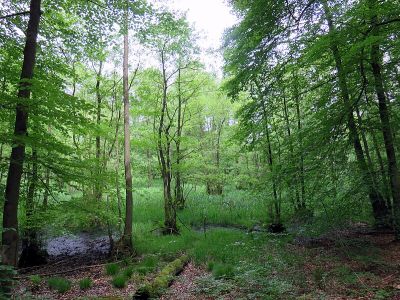Wohldorfer Wald