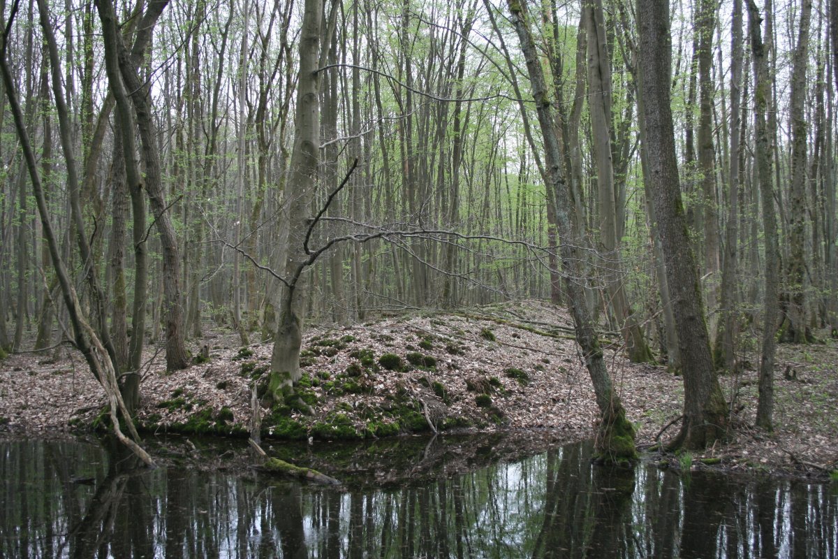Erlensee bei Erlensee